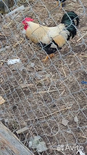 Пехух племенной