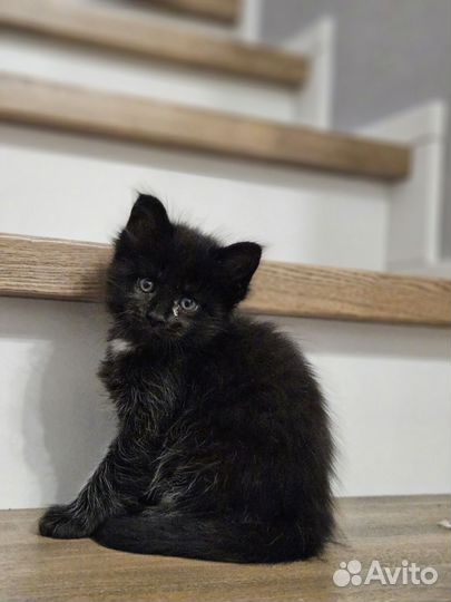 Котята мейн-кун