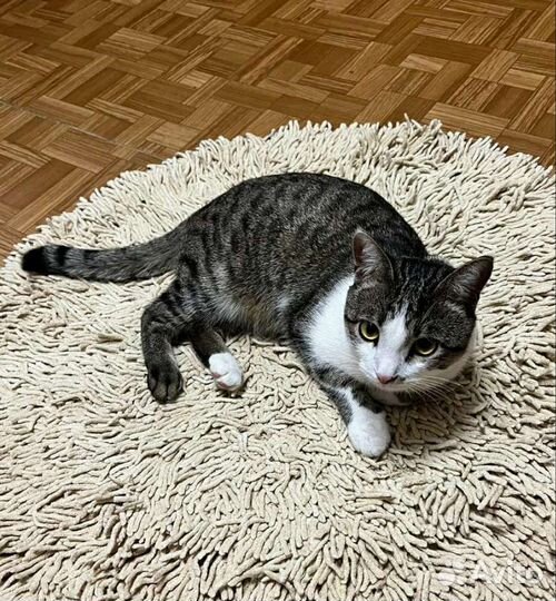 Кот подросток в добрые руки