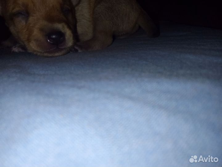 Той-терьер щенки