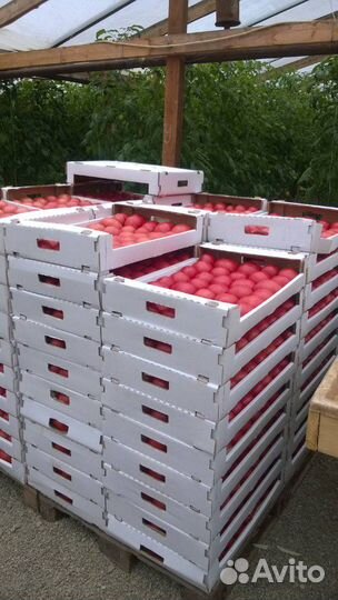 Коробка евротара гофролоток для помидор и клубники