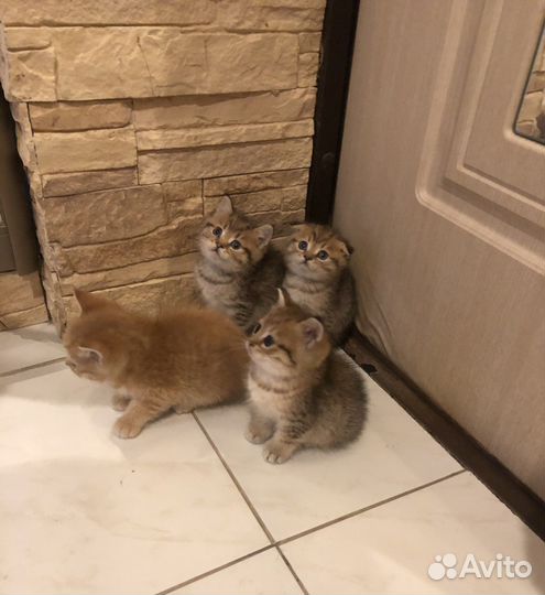 Котята