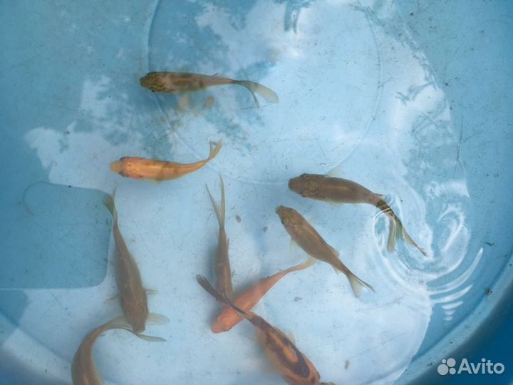 Золотая рыбка