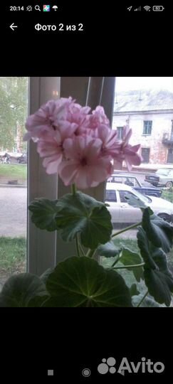 Пеларгония герань