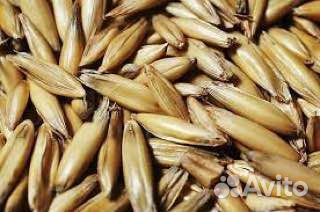 Овес по госту/Документы/Качество/Доставка