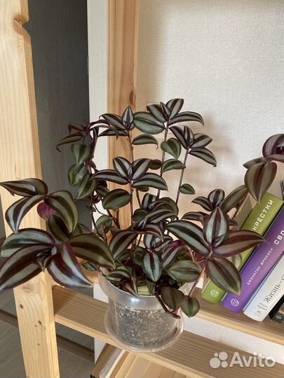 Традесканция зебрина