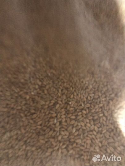 Пшеница,ячмень,овес