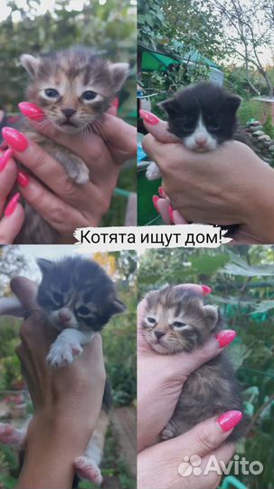Котята бесплатно