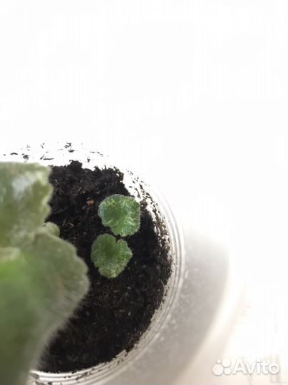 Фиалка ле Сапфира