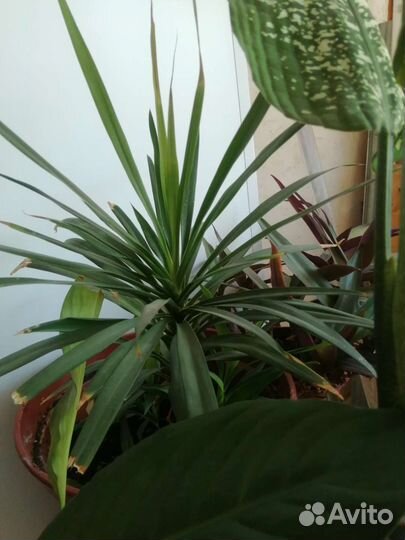 Цветок женское счастье