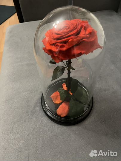 Роза в колбе