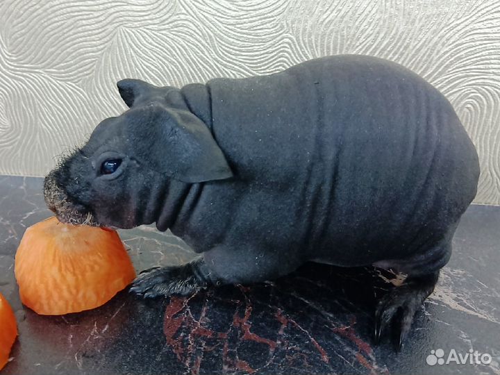 Бронь Морская свинка самка скинни доставка