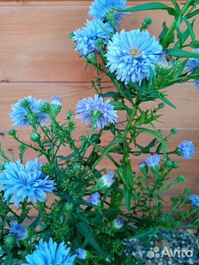 Астра многолетняя, хризантема. Забронированы