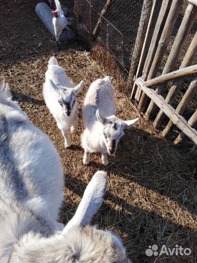 Козлята от двойной козы род. 9марта