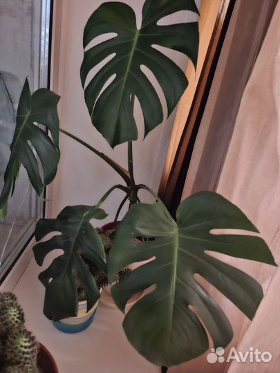 Филодендрон монстера суккуленты