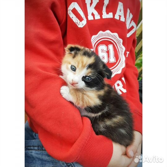 Котенок девочка 1 месяц трехцветная вислоухая