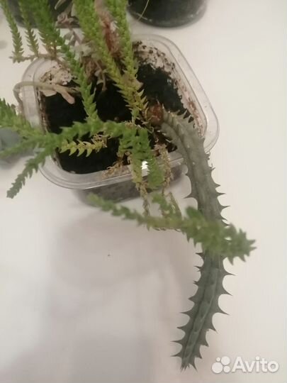 Суккуленты набор