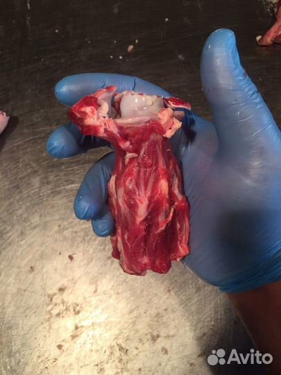 Свежие Кости ливер рубец Субпродукты Голова