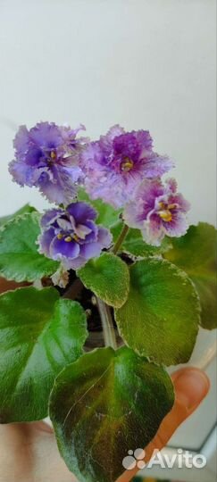 Сортовые фиалки