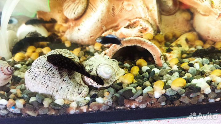 Сомики анциструсы и улитки Ампулярии желтые