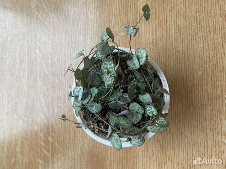 Церопегия Вуда