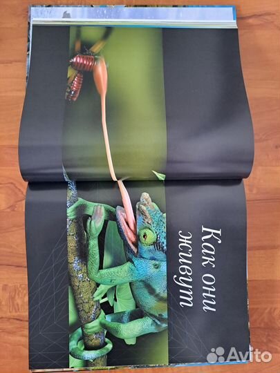 Книга энциклопедия животных