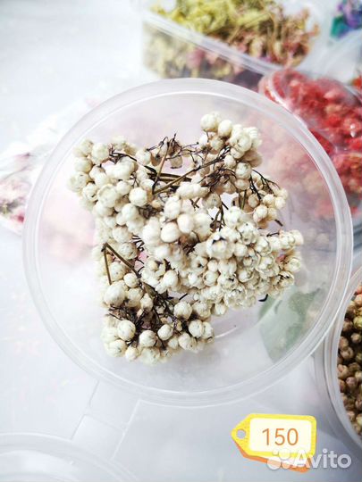 Сухоцветы для творчества