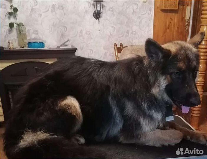 Стрижка собак и кошек