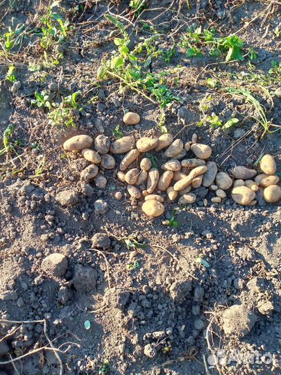 Сортовой картофель Уника, Шарвари Пирошка и др