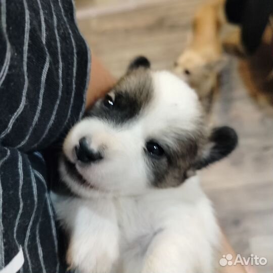 Щеночки в добрые руки