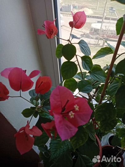 Бугенвиллия красная Продаются отростки