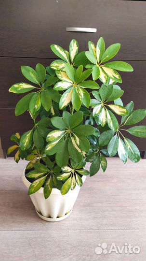 Шефлера отростки