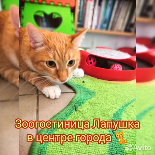 Зоогостиница у ветврача в центре