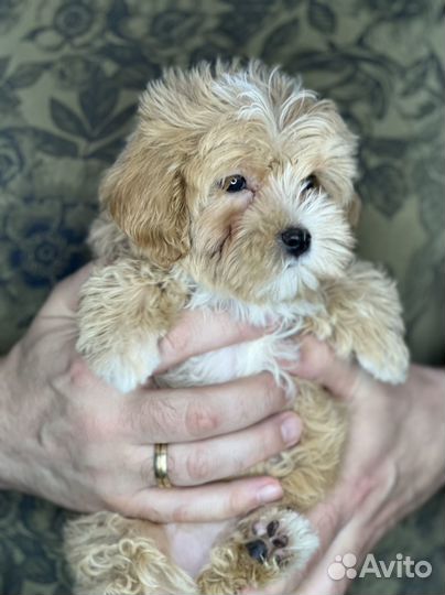 Мальтипу f1 мини цвет карамель мальчик)