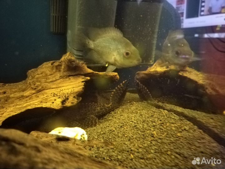 Фловер хорн