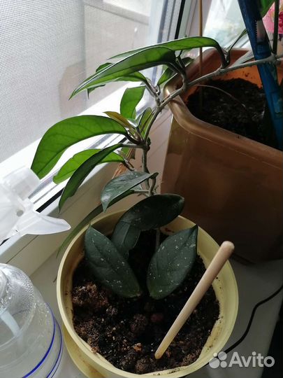 Душистая герань, хойя, банан декорат, фикус