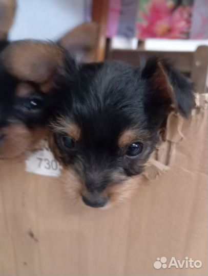 Йоркширский терьер