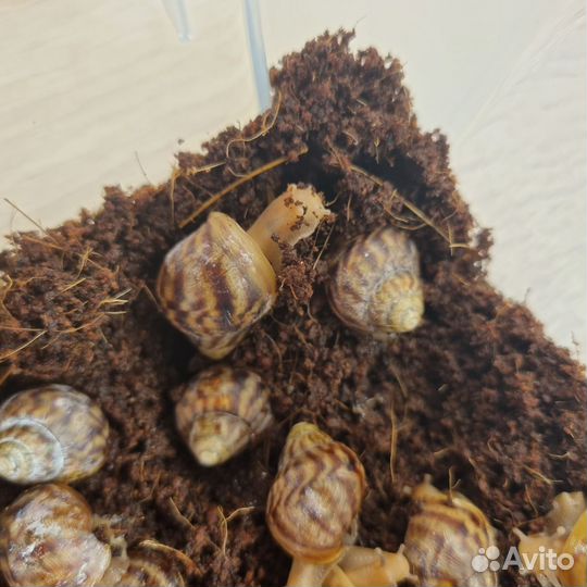 Улитки ахатины