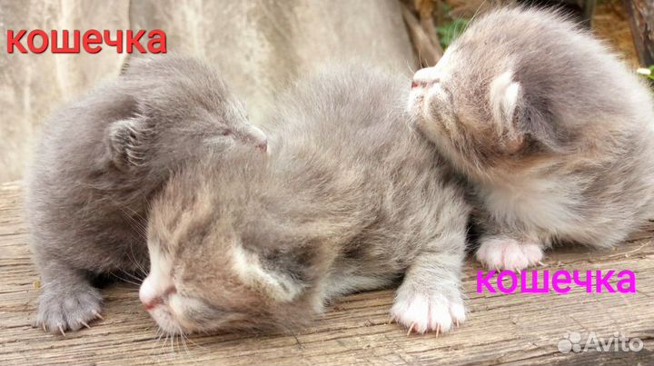 Шотландские котята