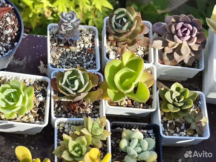 Суккуленты разные