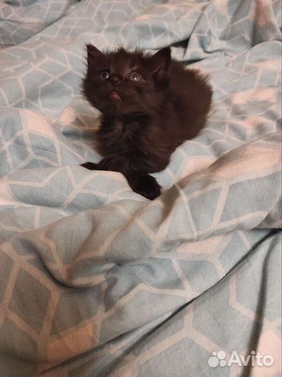 Котята супер ласковые полосатики и чёрные