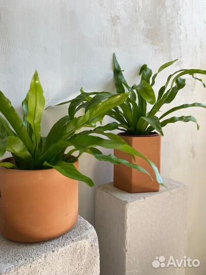 Папоротник асплениум, горшок 