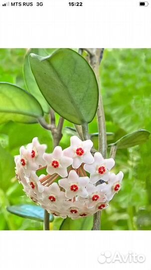 Карноза Молодые саженцы