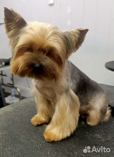 Груминг собак