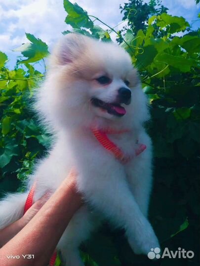 Немецкий шпиц