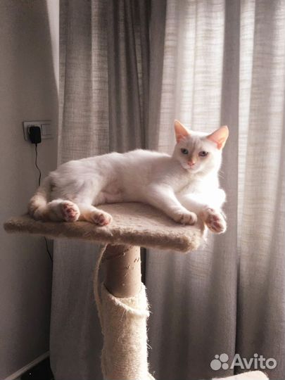 Снежок в добрые руки