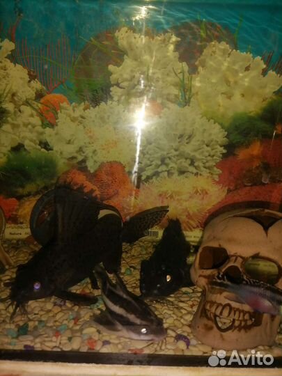 Аквариум с рыбками