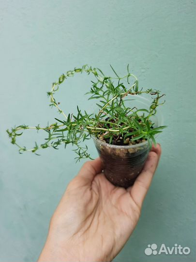 Мята 31 сорт Подробности в описании