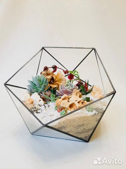 Флорариум суккуленты