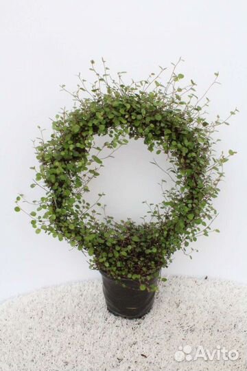 Мюленбекия Ампельная/почвопокровник